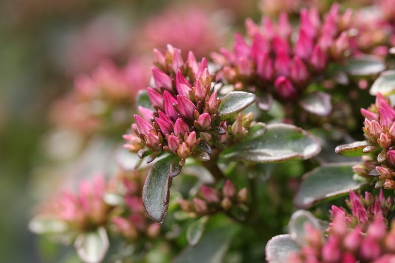Sedum