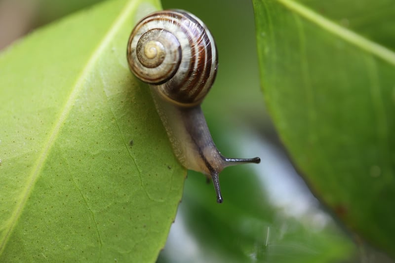 Snails on Plants